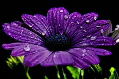 ȼ���������ϵ�����