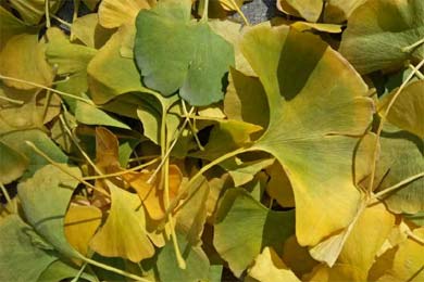 ���ض�.��ɷ�羰