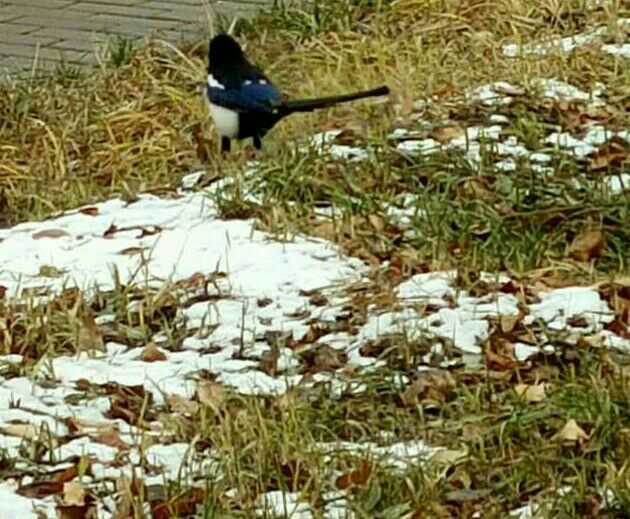 2016���һ��ѩ