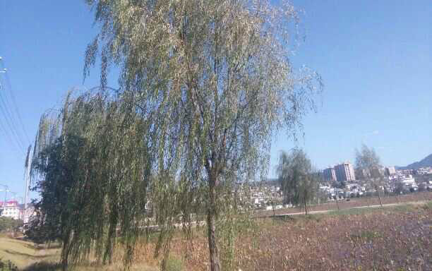 �л�����