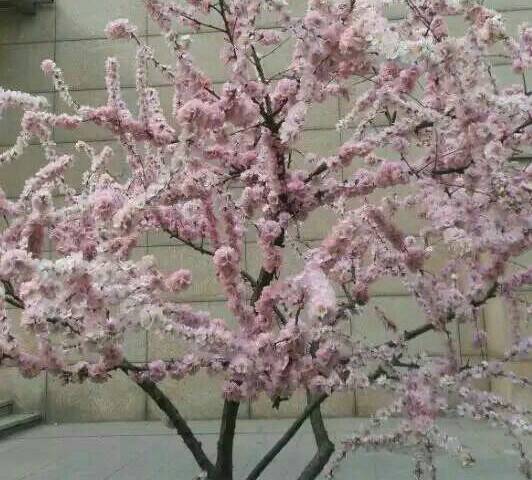 ������.ӽ��