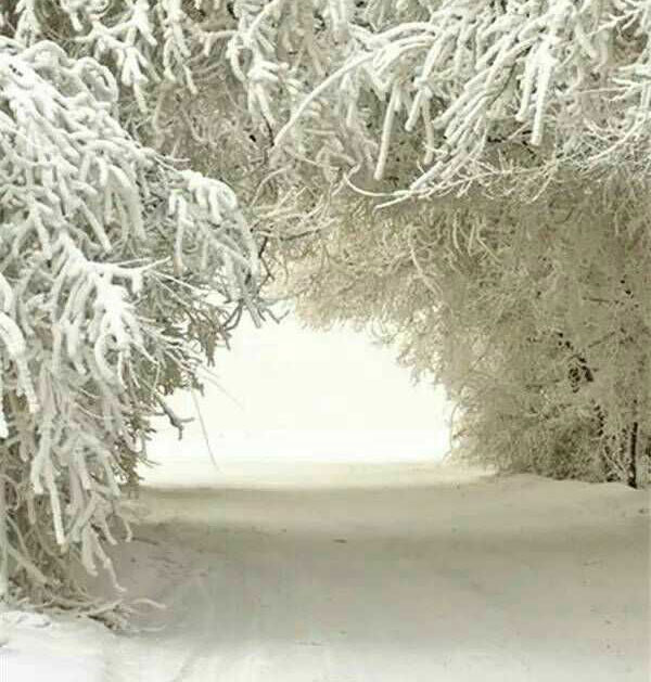 ��ѩ����