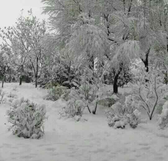 ѩ������