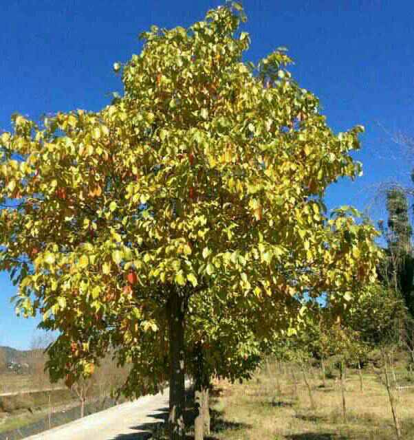 红帽子的老爷爷向天下人派送红包