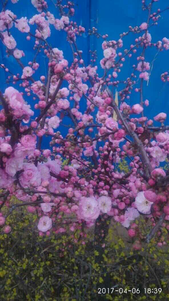 人间四月桃花颜