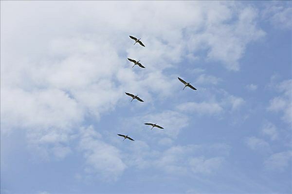 ����Ը��һֻС��