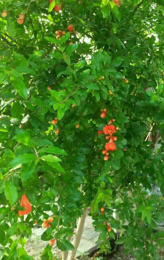 ��һ����