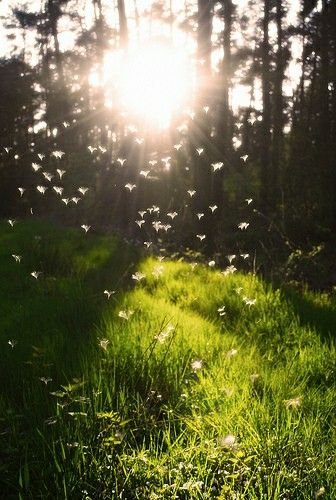 �����εļ���