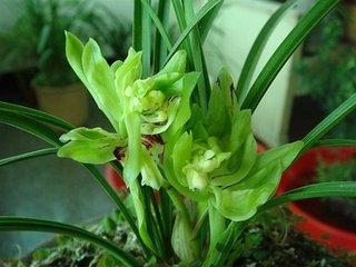 ��Ů���飨ԭ�������������