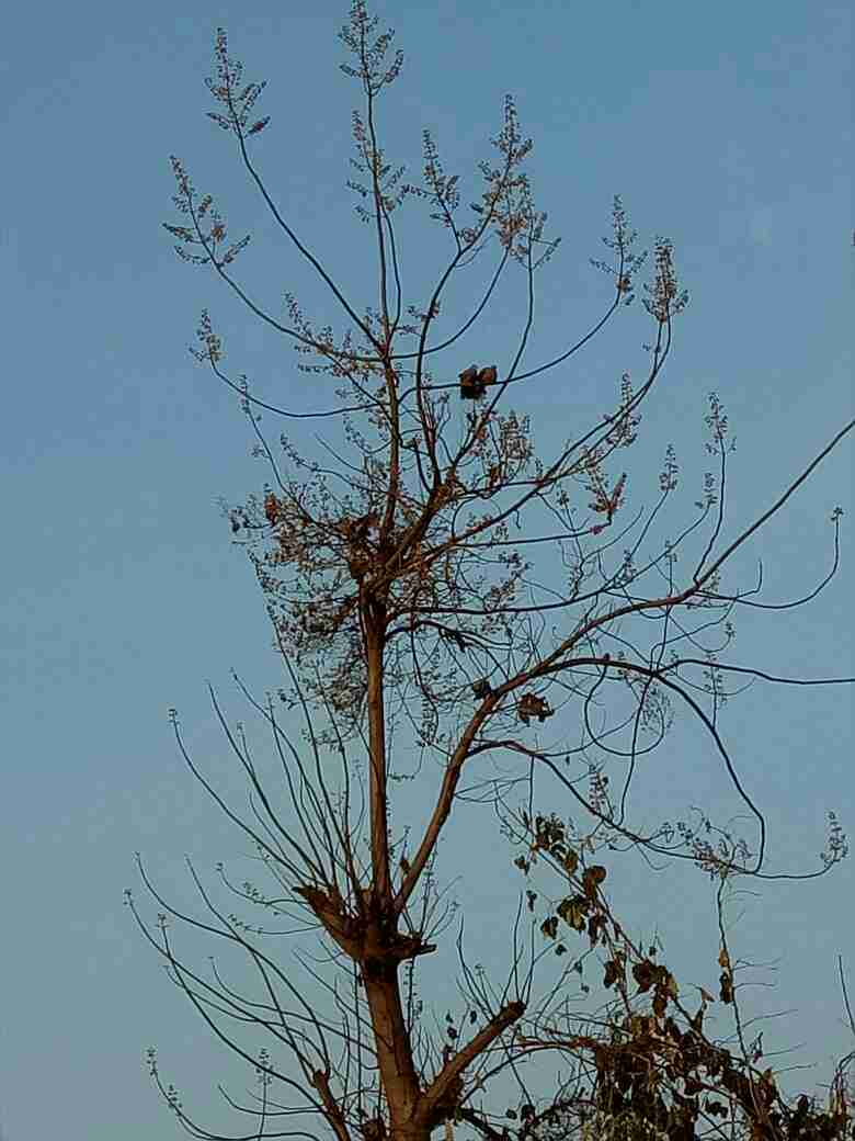 �������ź�