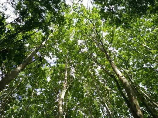 �ഺ���ϣ������껪���