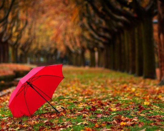 秋雨绵绵(文与诗)