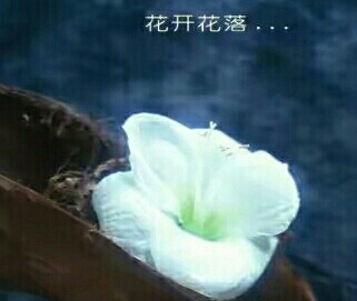 花开花落,尽是年华