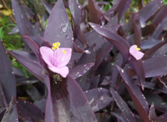 ӽ������