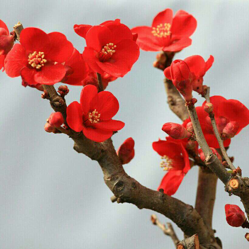 ��÷ӭѩ��������