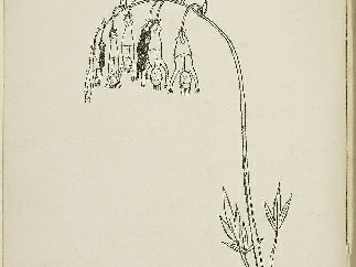 һ��˵���ֵĻ�