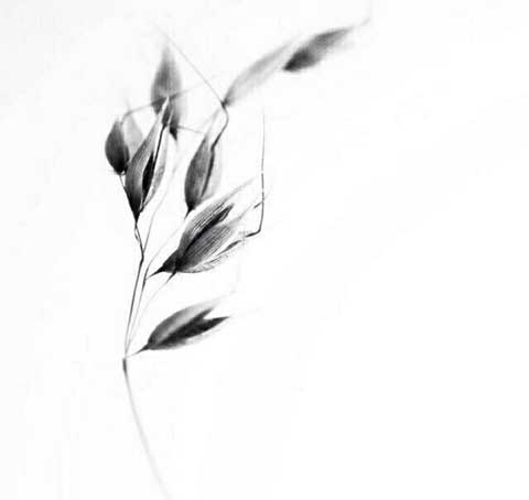 �����ĸ����