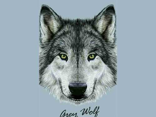 ��ʵ����������