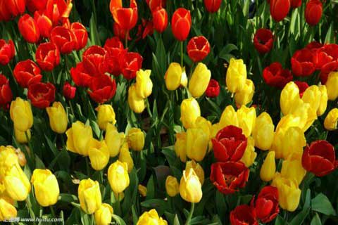 ��������(ɢ��ʫ)