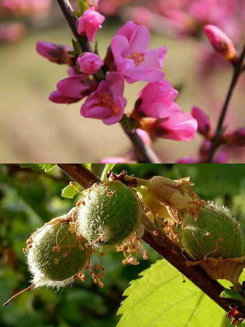 ��Ҷ÷����