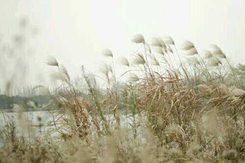 ��ͥ��������ɢ