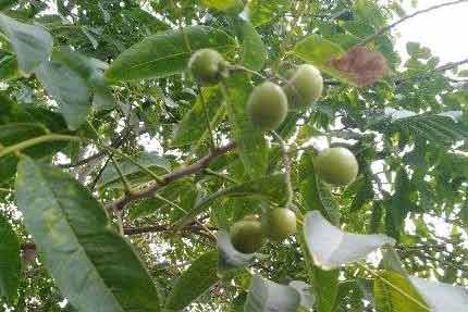 九张机·菊子恋东篱