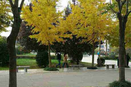 ���ɹ顤���ҹ���Ҳ��ż�