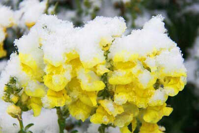 ���˳�� ѩ������