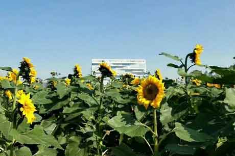 ӽ�������人������ѧ����������Ǯ����