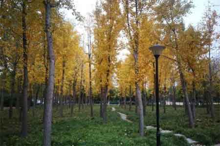 ������Ҷ����ʱ