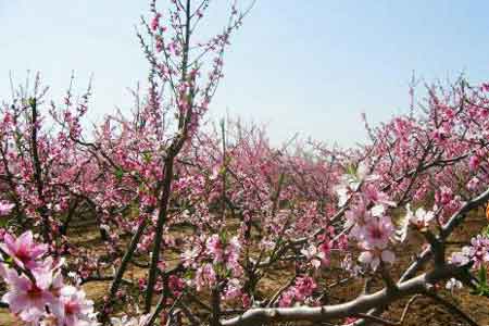 ���ҿ�����