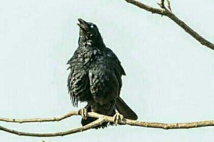 ��ѻ �����ų�������