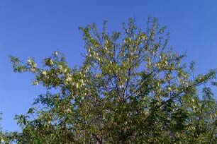 ˪�����ǡ���ɫ