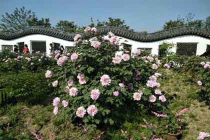 ����ĵ��