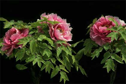 ĵ��ͤ��ȵ��֦ͷ����