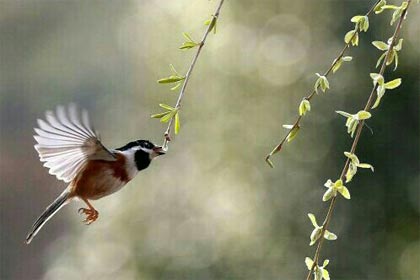 牡丹亭·故园昨日烟火