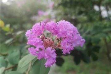 ��ޱ
