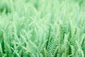 诉衷情·似曾年少带红缨