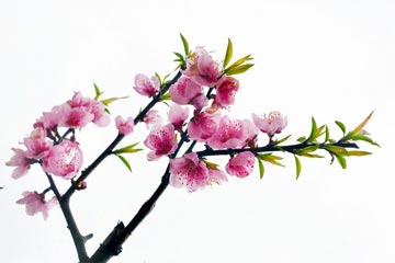 ������Ե�ִ�������