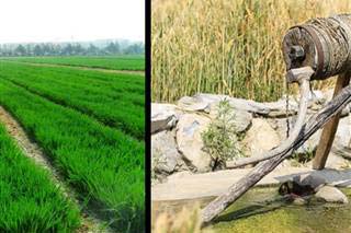 ���ż������