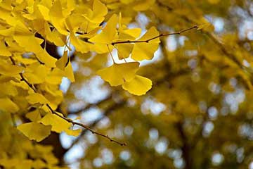 С�ݺ�����Ҷ