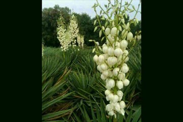 �������з�β��