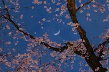 四时花开,为卿而来