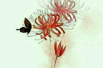 ��Ҷ����