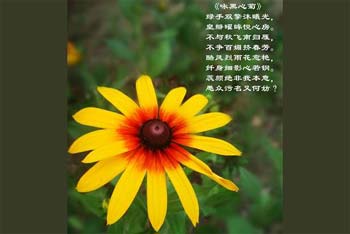ӽ���ľ�