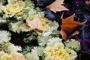 ���ߣ���һ�ף�