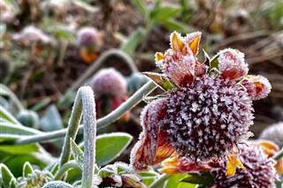 ���ɡ�˪������