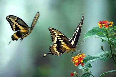 ���ε�ʫ��