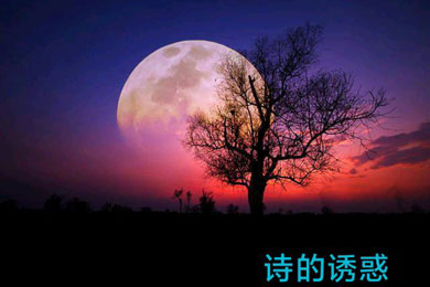 关于诗的现代诗
