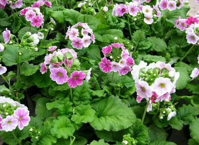 �Ǹ�����ӣ��ζ����750��